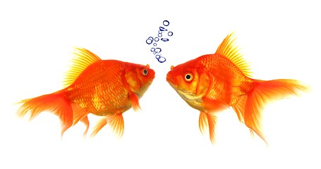 Image showing goldfish