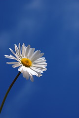 Image showing daisy under blue spring sky