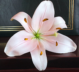 Image showing soft pink lily