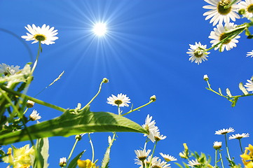 Image showing daisy flower in summer with blue sky