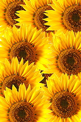 Image showing sunflower