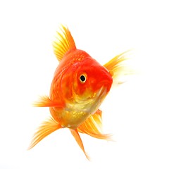 Image showing goldfish