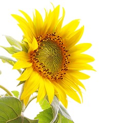 Image showing sunflower