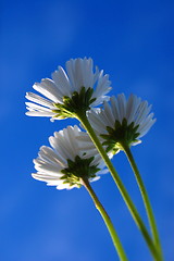 Image showing daisy under blue sky