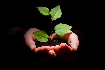 Image showing hands soil and plant showing growth