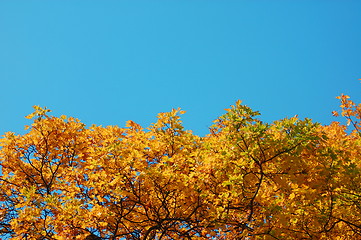 Image showing forest and garden with golden leaves at fall