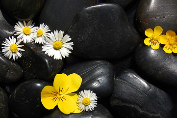 Image showing daisy flowers on black stones
