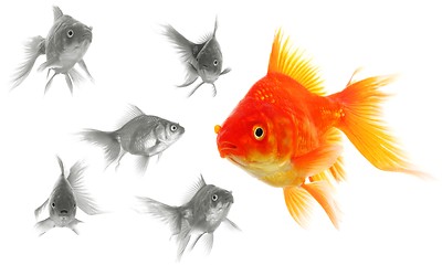 Image showing individual goldfish