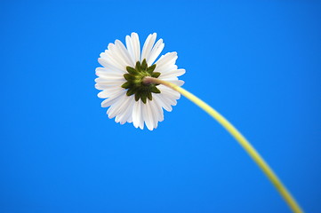 Image showing daisy from beliw in summer under blue sky