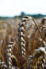 Image showing wheat grain