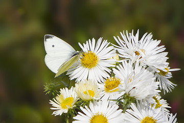 Image showing butterfly