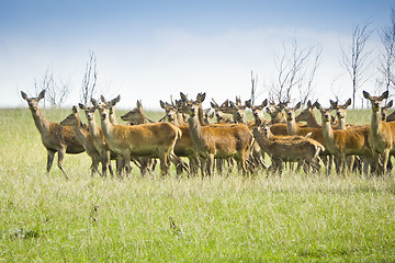 Image showing wild deer