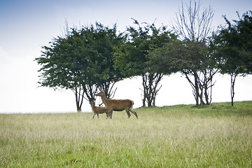 Image showing red deer