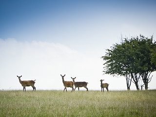 Image showing red deer