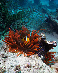 Image showing Anemonefish in red anemone