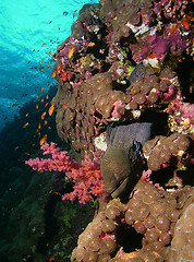 Image showing Moray at reef wall