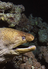 Image showing Giant moray