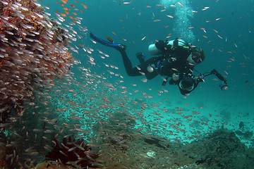 Image showing Underwater photographer behind glassfishes