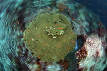 Image showing Spinning reef