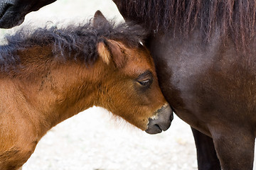 Image showing Little pony