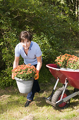 Image showing female middle age senior gardener planting mums in yard