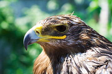 Image showing Wet eagle