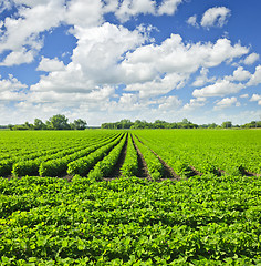 Image showing Rows of soy plants in a field