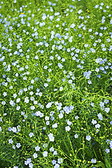 Image showing Blooming flax background