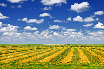 Image showing Wheat farm field at harvest