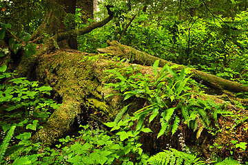 Image showing Lush temperate rainforest