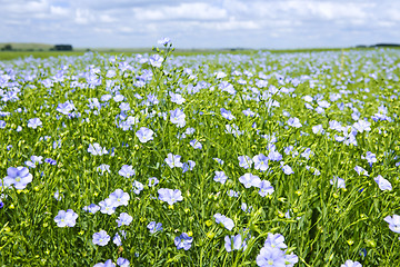 Image showing Blooming flax field