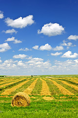 Image showing Wheat farm field at harvest