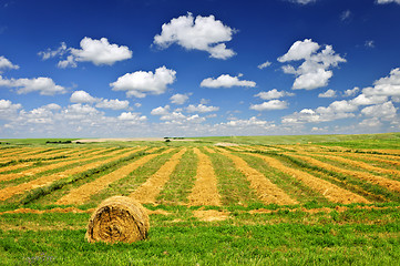 Image showing Wheat farm field at harvest