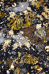 Image showing Mussels and barnacles at low tide