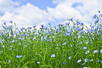 Image showing Blooming flax field