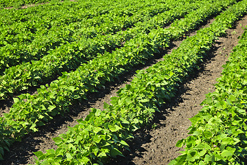 Image showing Rows of soy plants in a field