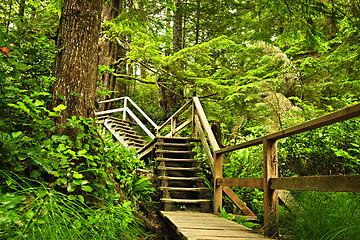 Image showing Path in temperate rainforest