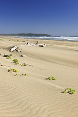 Image showing Sandy beach on Pacific ocean in Canada