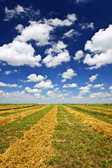 Image showing Wheat farm field at harvest