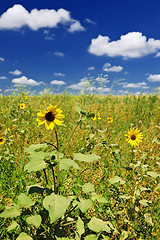 Image showing Sunflowers in prairie