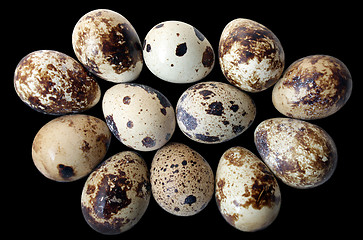 Image showing Quail Eggs