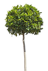 Image showing Bay Tree