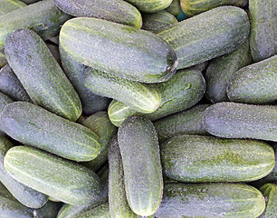 Image showing Cucumbers