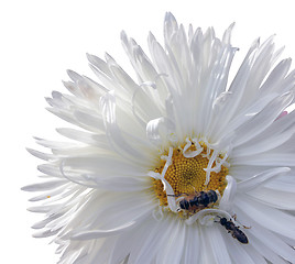 Image showing Aster Flower