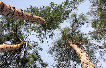 Image showing Pines