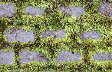 Image showing Moss and Stones