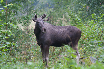Image showing Moose bull