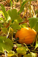 Image showing Growing pumpkin