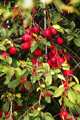 Image showing Growing plums