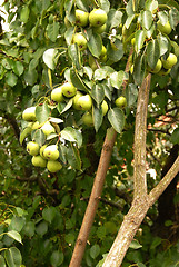 Image showing Growing pears